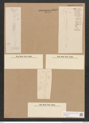Homoeocladia sp. (de-Toni-Nr.: Genus 48) Zeichnungen Sammlung Grunow Nr. 4413 (NHMW-BOT-W0372578)